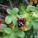 Image of Tropaeolum ciliatum Ruiz & Pav.