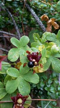 Image of Tropaeolum ciliatum Ruiz & Pav.