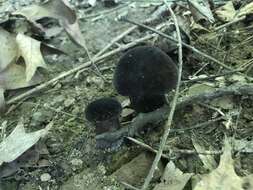 Image of Tylopilus alboater (Schwein.) Murrill 1909