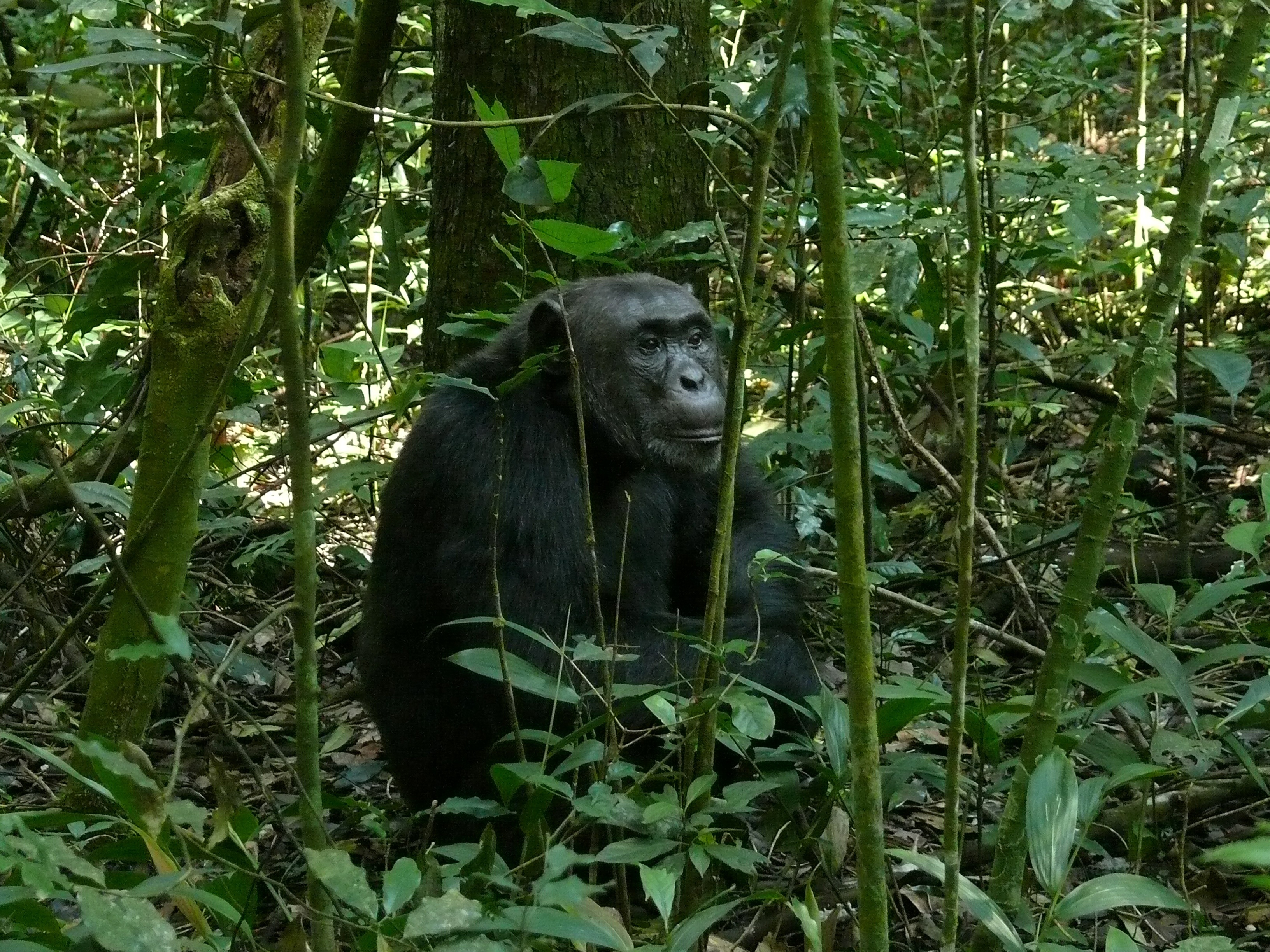 eastern chimpanzee