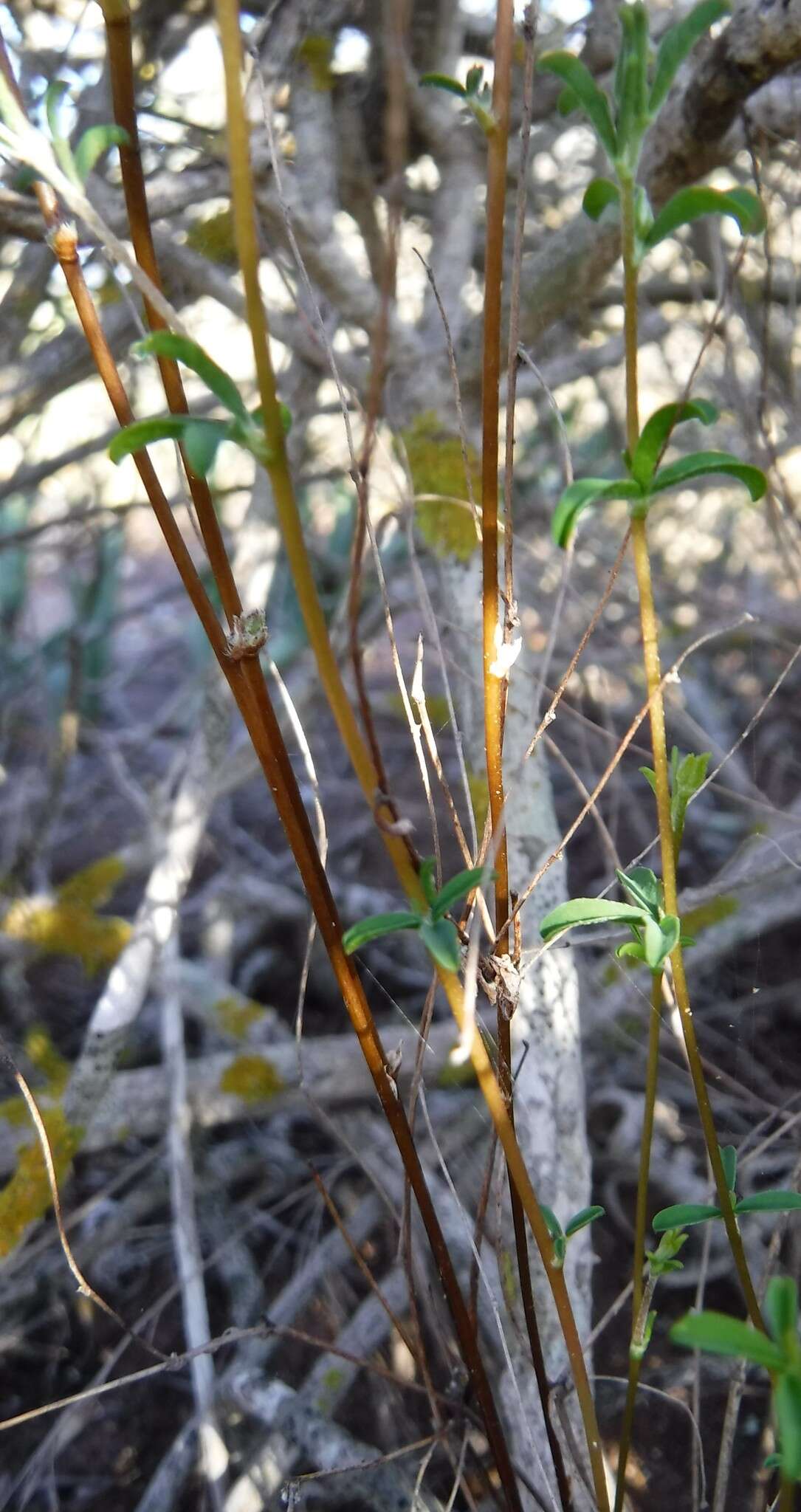 Sivun Oxalis subsessilis L. Bolus kuva