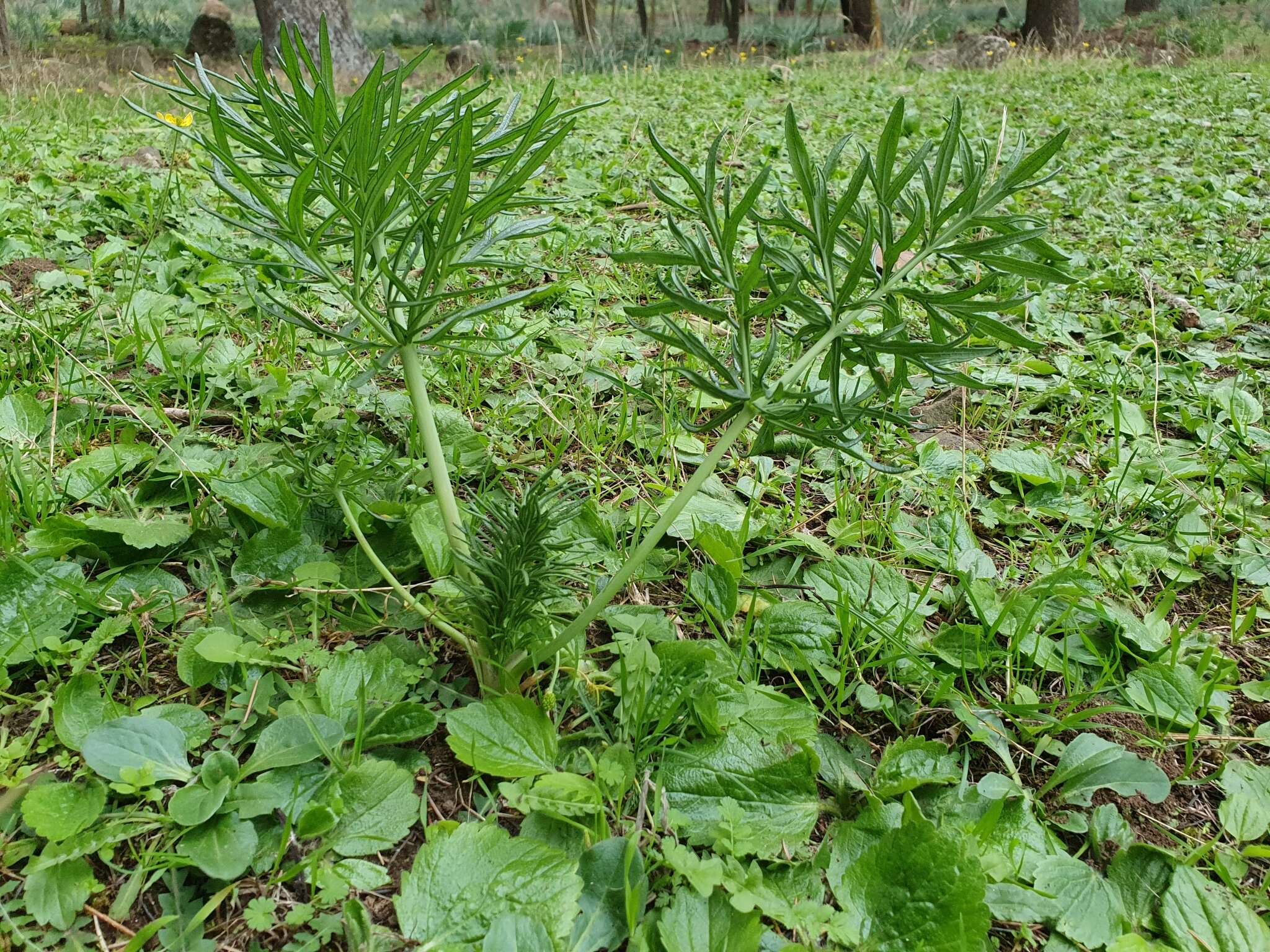 Image of Thapsia garganica L.