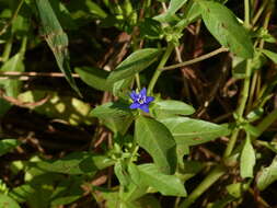 Hydrolea zeylanica (L.) Vahl resmi