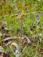 Image of Small spider orchid