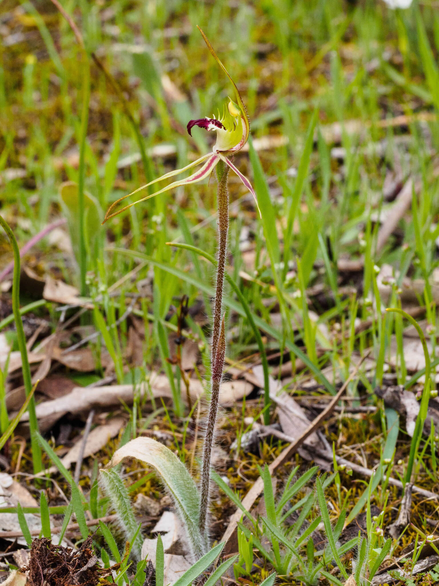 Image of Small spider orchid