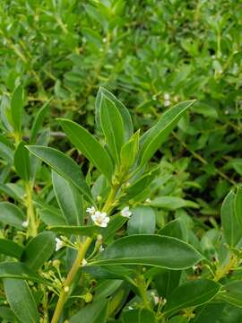 Myoporum sandwicense (A. DC.) Gray resmi