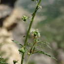 Image of Reseda globulosa Fisch. & C. A. Mey.