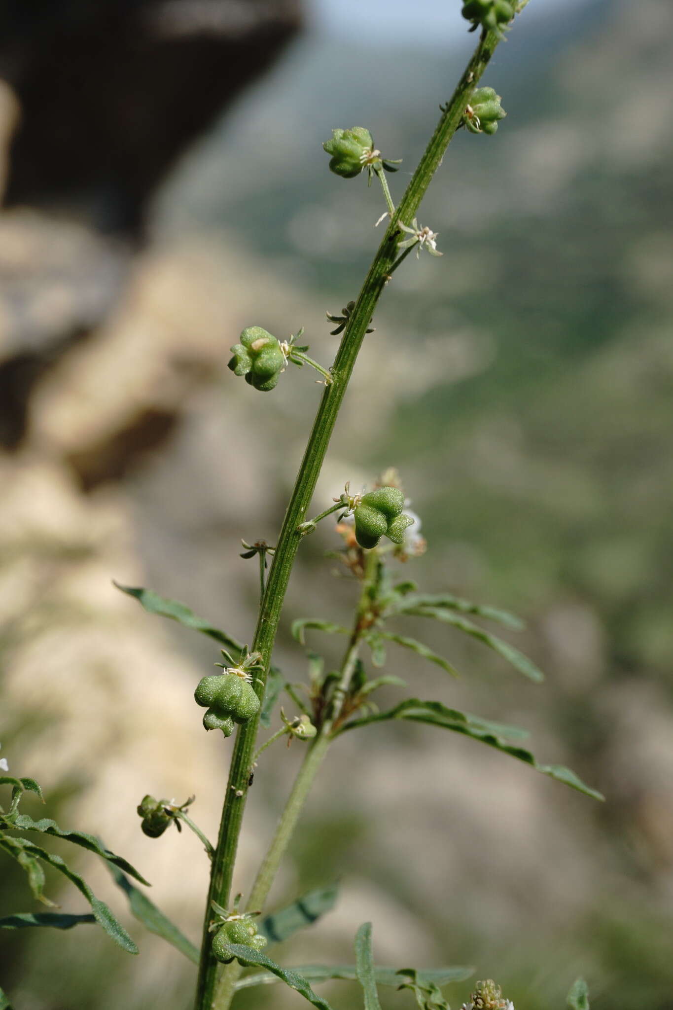 Image of Reseda globulosa Fisch. & C. A. Mey.