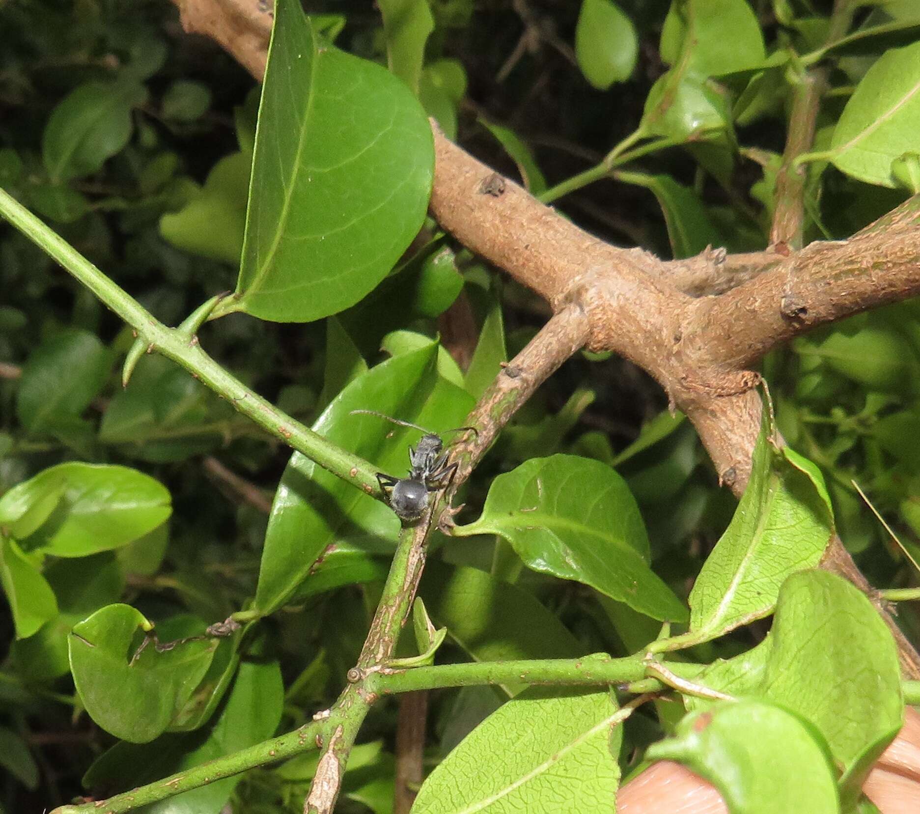 Image de Scutia myrtina (Burm. fil.) Kurz