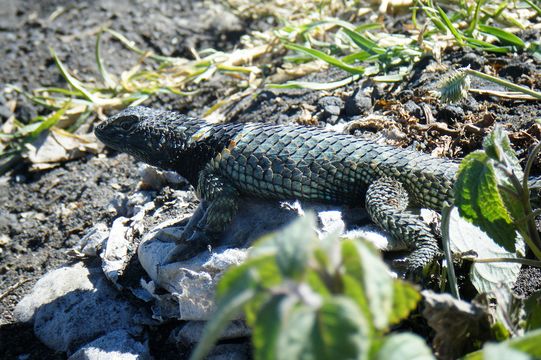 Image of <i>Sceloporus torquatus</i> Wiegmann 1828