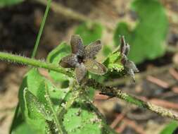 Image of trailing milkvine