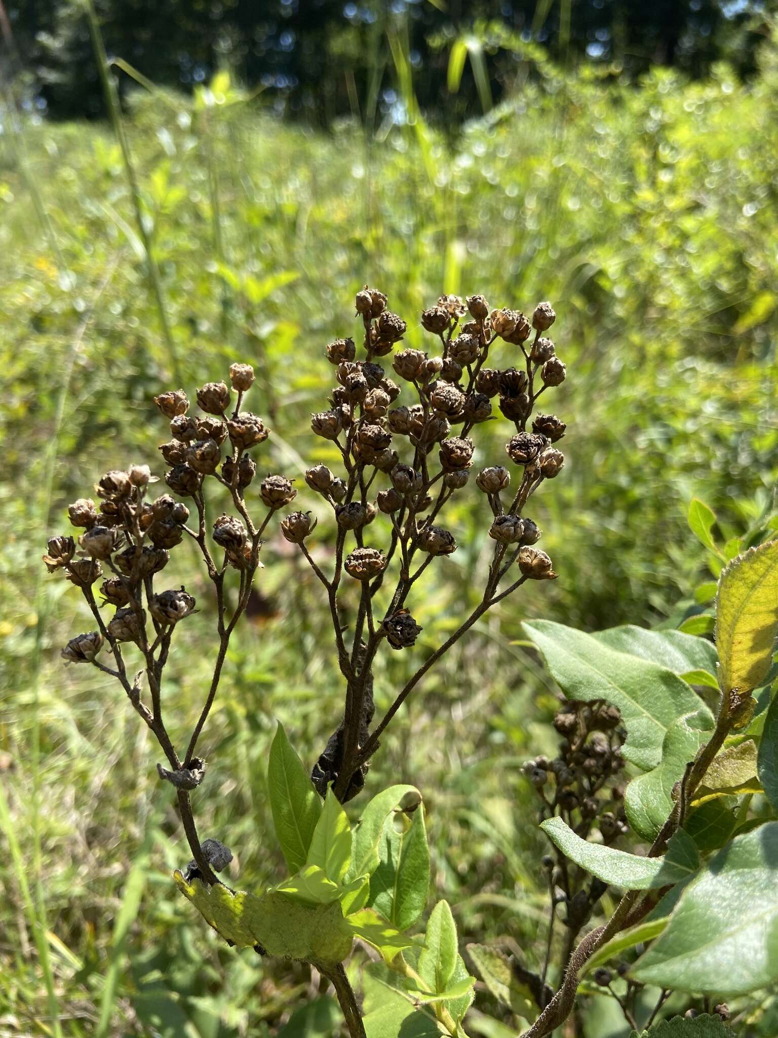 Sivun Parthenium auriculatum Britt. kuva