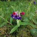 Image de Pulmonaria montana Lej.