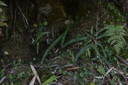 Image of Polystichum levingei C. Hope ex Christ