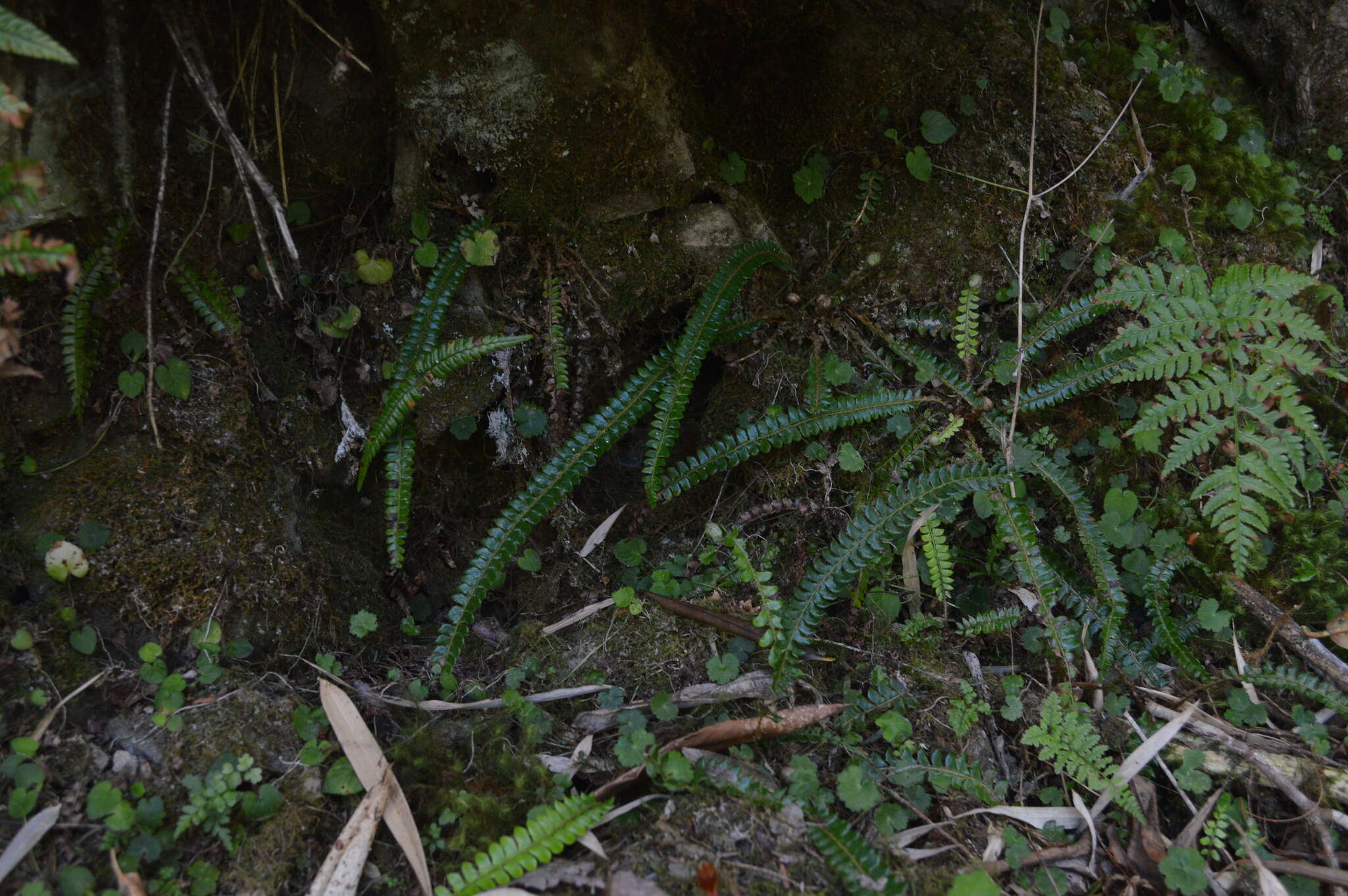 Image of Polystichum levingei C. Hope ex Christ