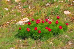 Image of Fern Leaf Peony