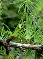 Image of larch case-bearer