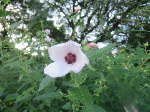 Image of spearleaf swampmallow