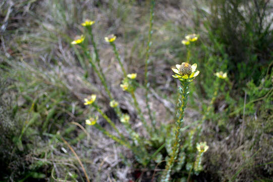 Image of Leucadendron coriaceum Philipps & Hutchinson