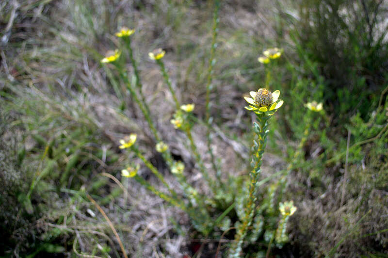 Plancia ëd Leucadendron coriaceum Philipps & Hutchinson