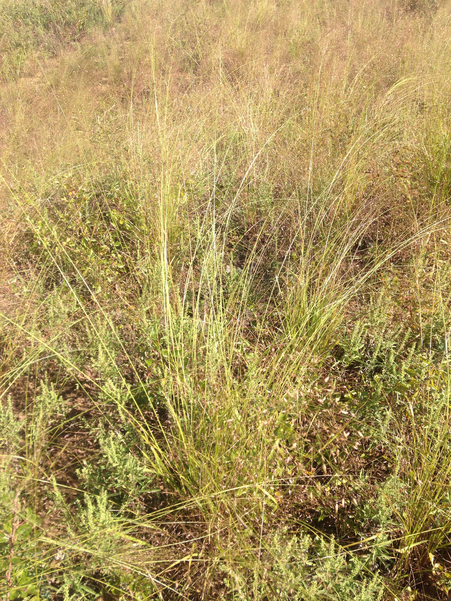 Image of sand lovegrass