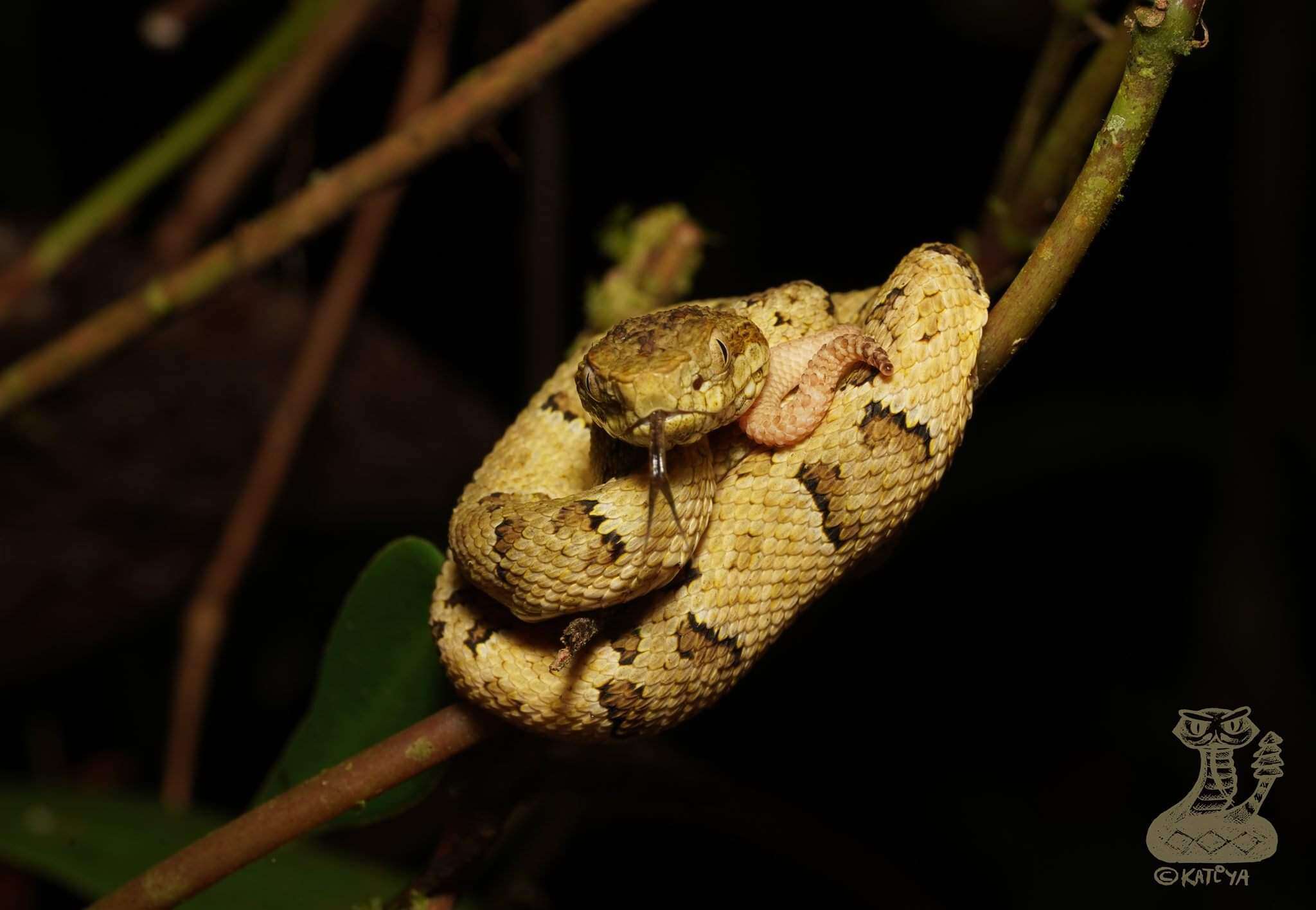 صورة Bothrops osbornei Freire-Lascano 1991