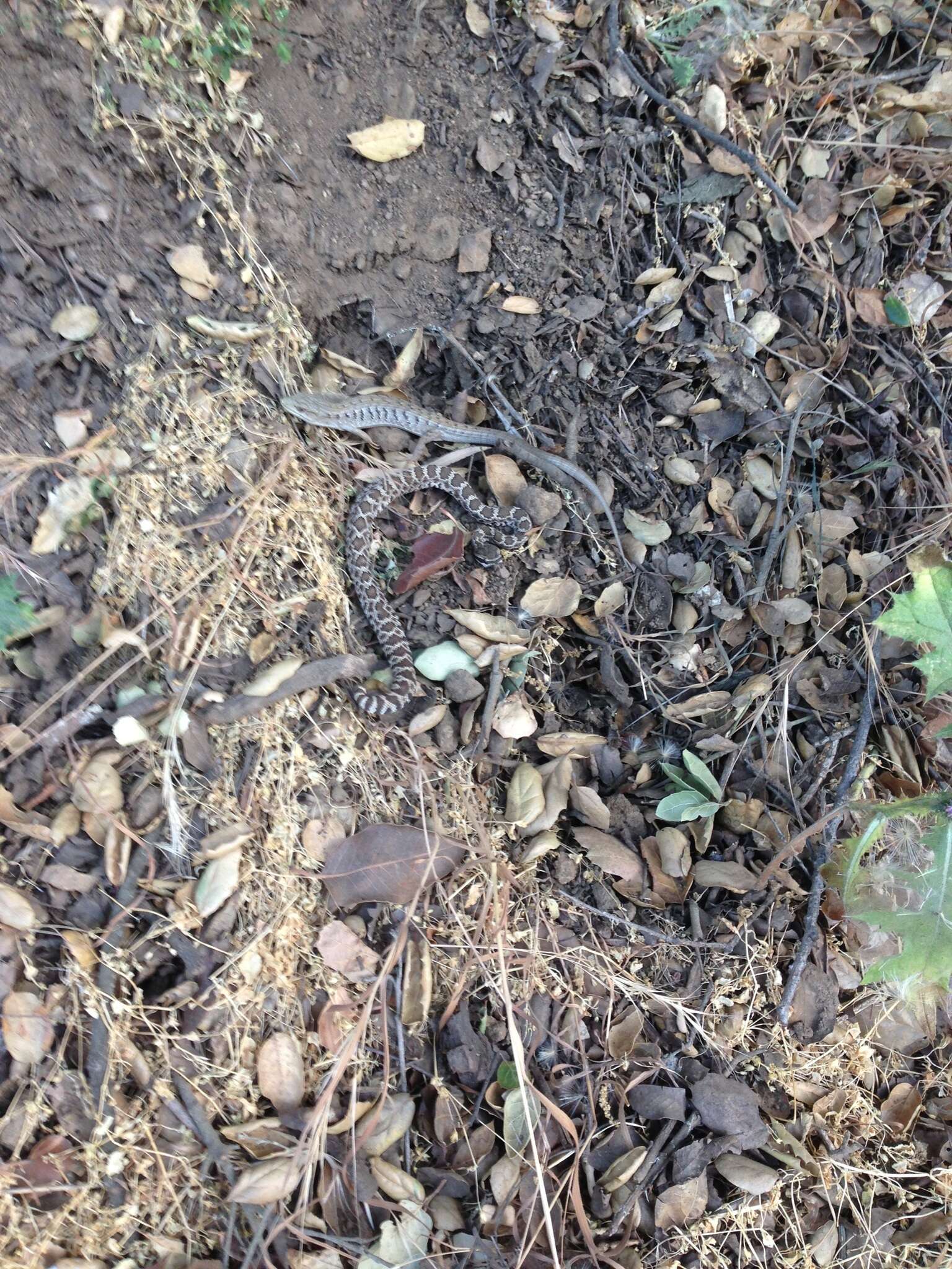 Image of Southern Alligator Lizard