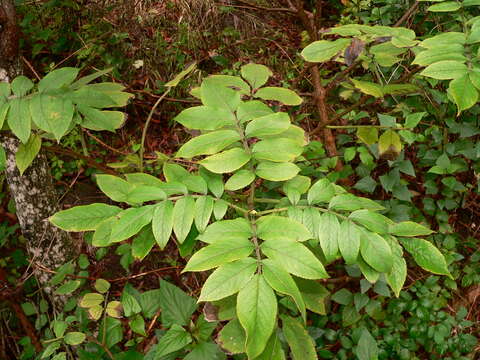 Слика од Sambucus palmensis Link