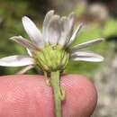 Image of Osmitopsis osmitoides (Less.) Bremer