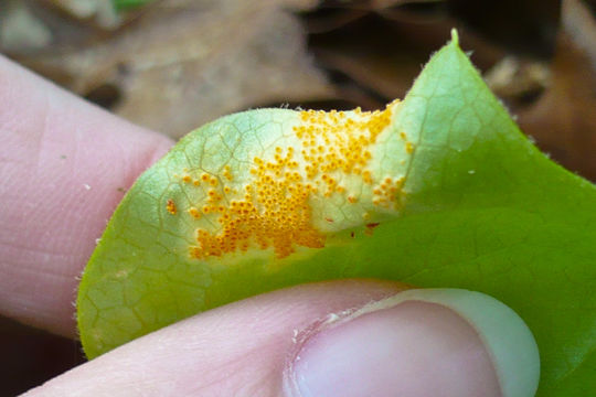 Image of <i>Puccinia podophylli</i> Schwein. 1822