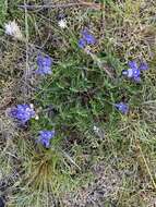 Plancia ëd Lupinus gibertianus C. P. Sm.