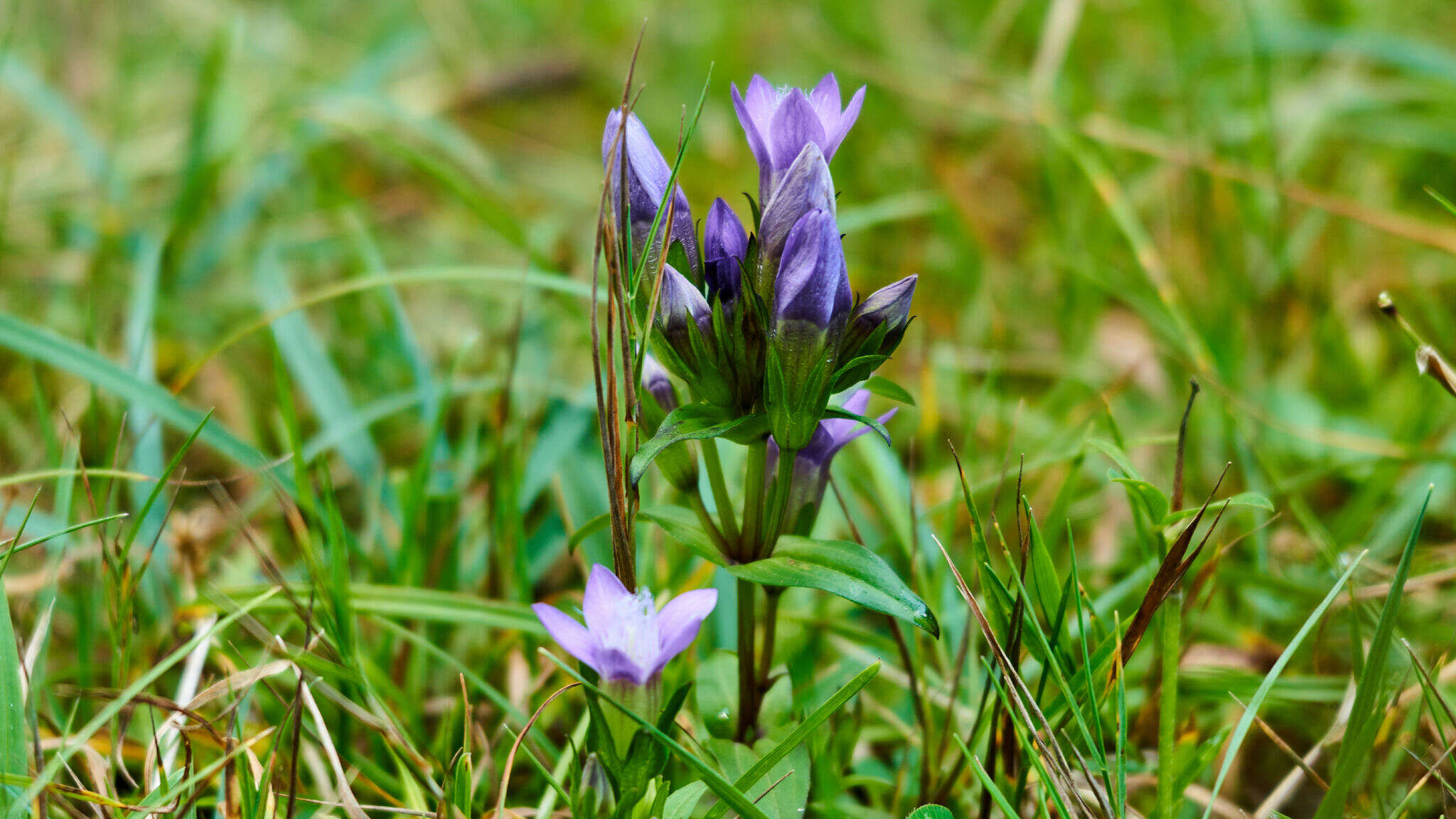 Image of Rough Gentian