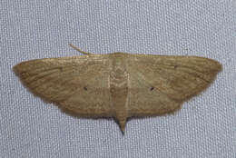 Image of Scopula emissaria Walker 1861