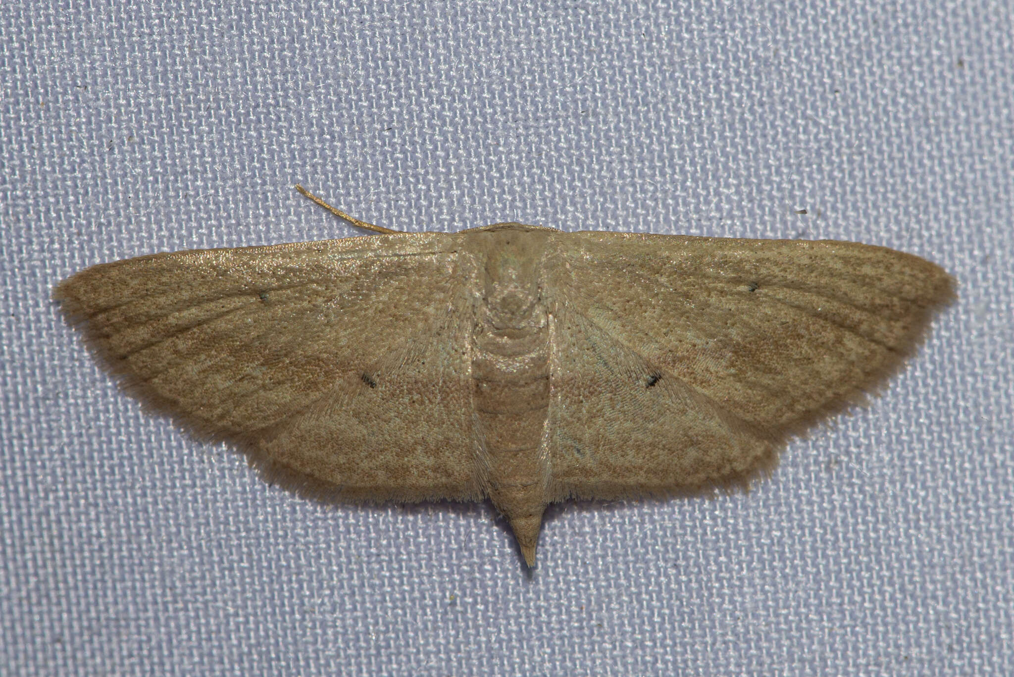 Image of Scopula emissaria Walker 1861