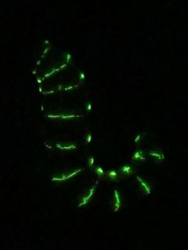 Image of glow worm