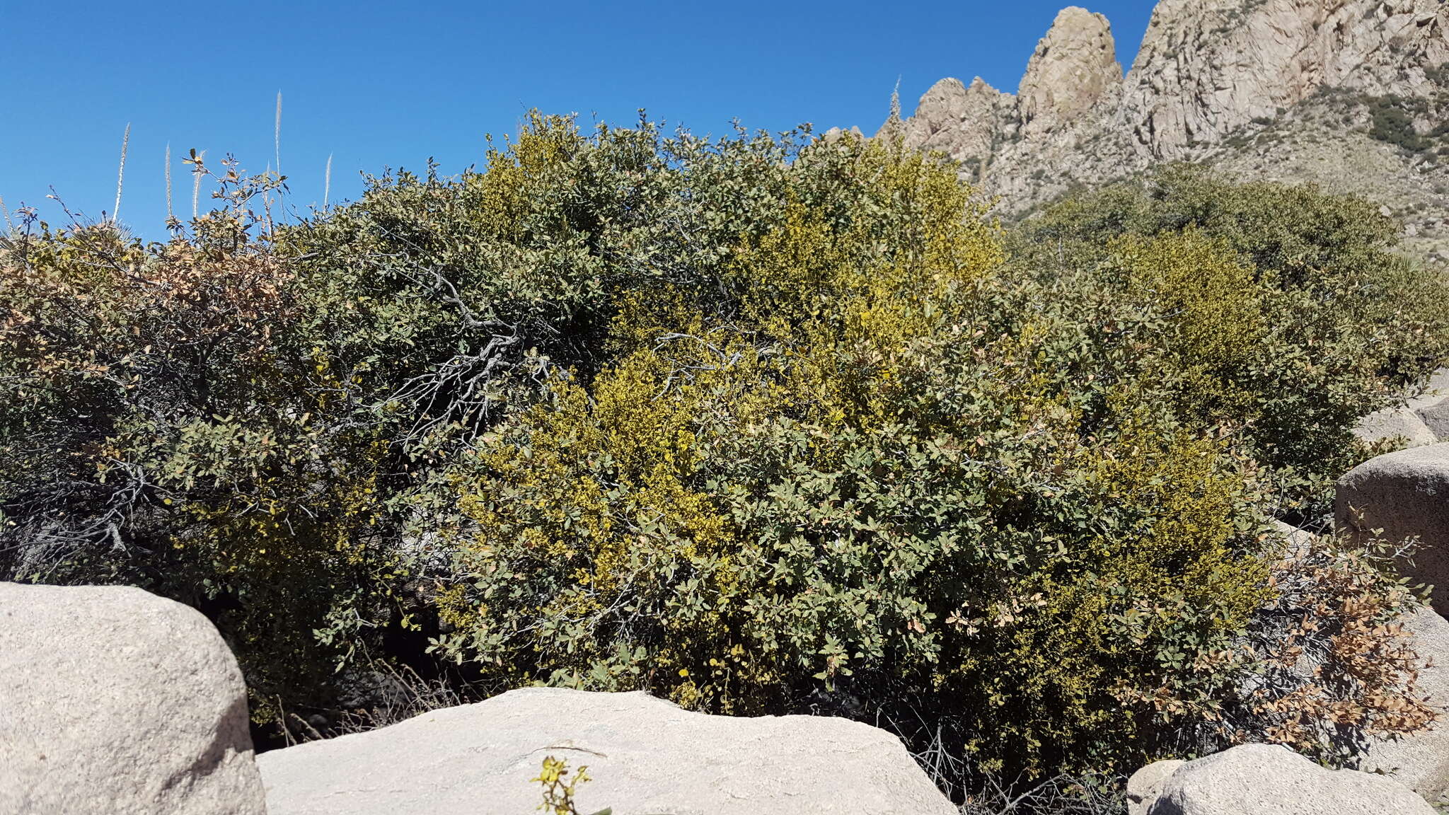 Image of Cory's mistletoe