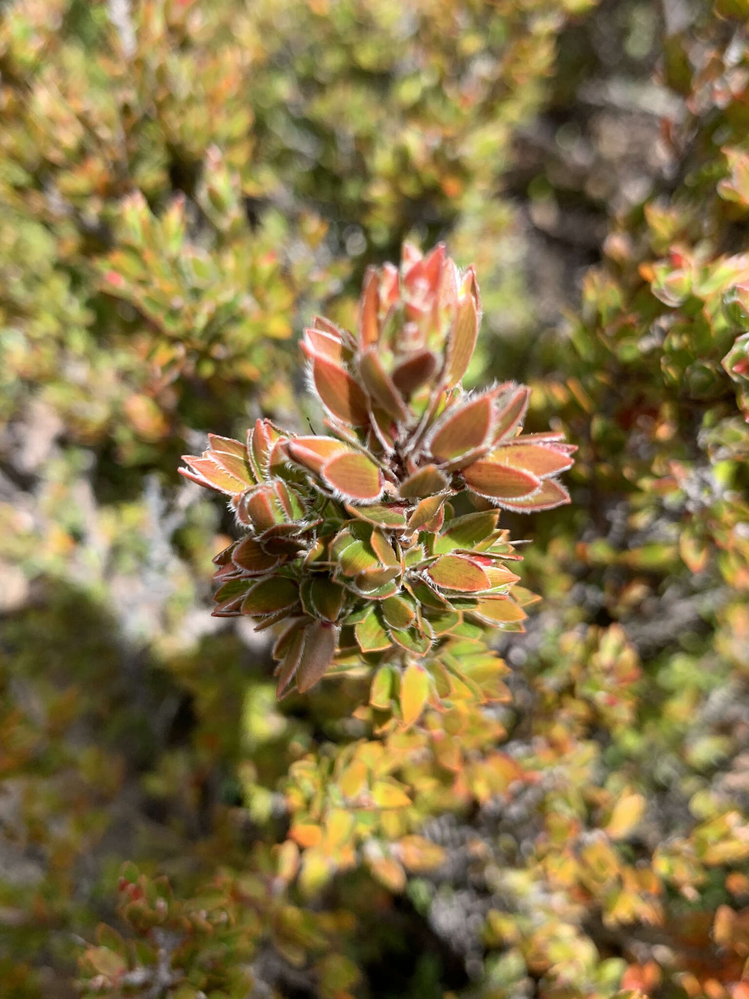 Image de Pentachondra involucrata R. Br.