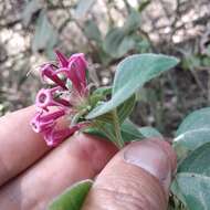 Image of Cestrum roseum Kunth