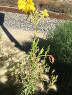 Image of Hooker's evening primrose