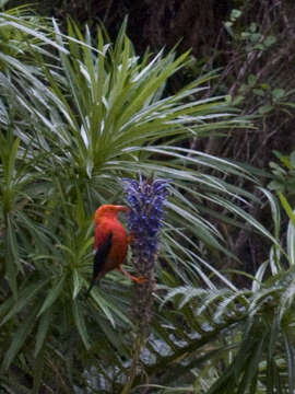 Plancia ëd Lobelia grayana E. Wimm.