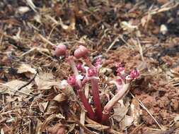 Image of Euphorbia fusiformis var. khandallensis (Blatt. & Hallb.) Binojk. & N. P. Balakr.