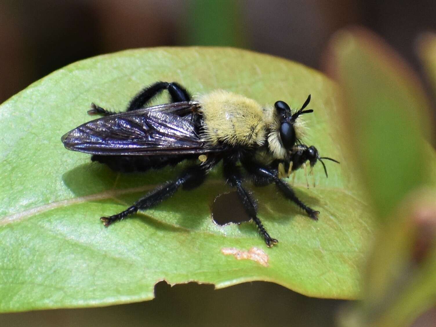 Image of Laphria virginica (Banks 1917)