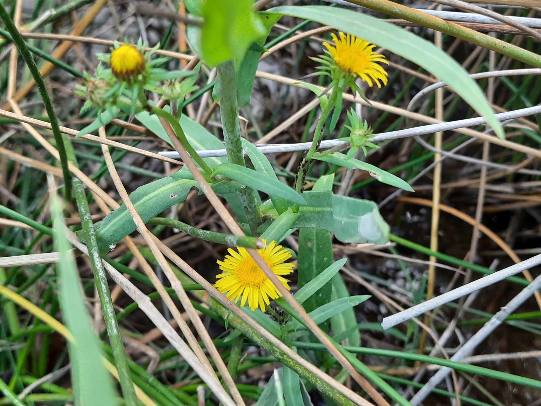 Pentanema caspicum resmi