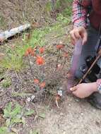 Слика од Castilleja pruinosa Fern.