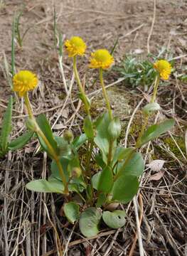 صورة Ranunculus glaberrimus var. ellipticus (Greene) Greene