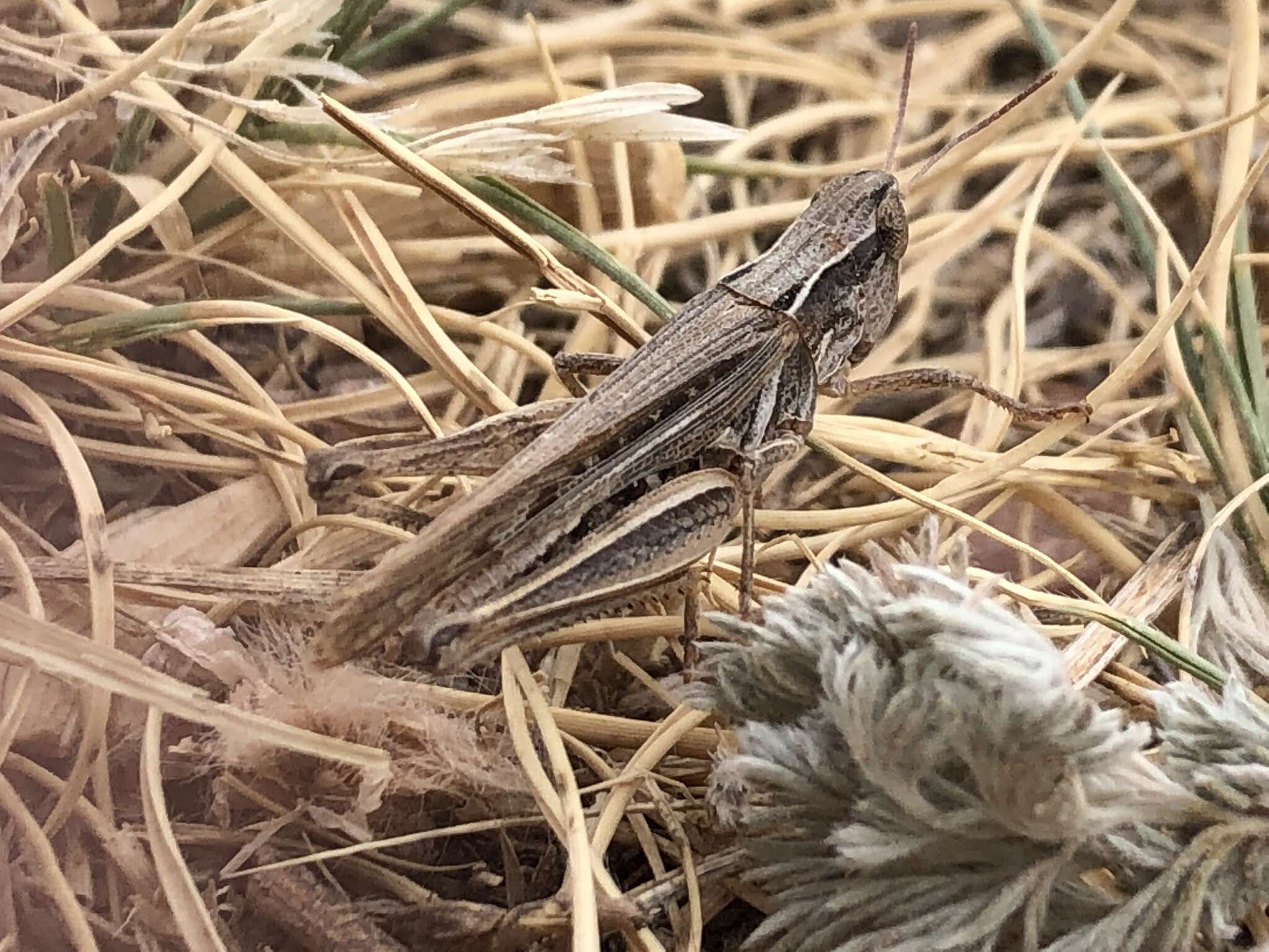 Image of Orphulella speciosa (Scudder & S. H. 1862)