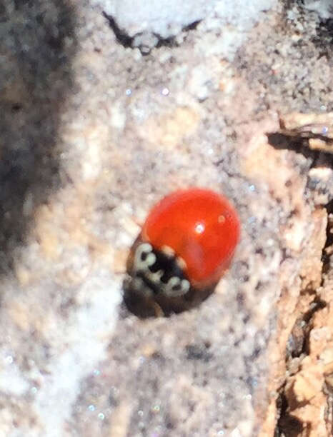 Image of Western Blood-Red Lady Beetle