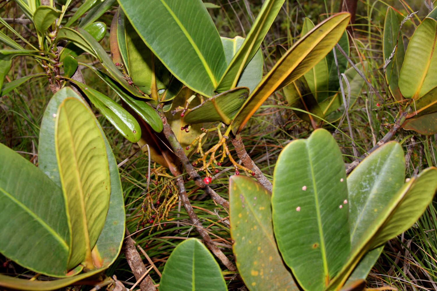 Image of Garcinia amplexicaulis Vieill. ex Pierre