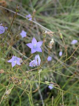 صورة Wahlenbergia undulata (L. fil.) A. DC.