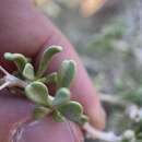 Image of Shockley's desert-thorn